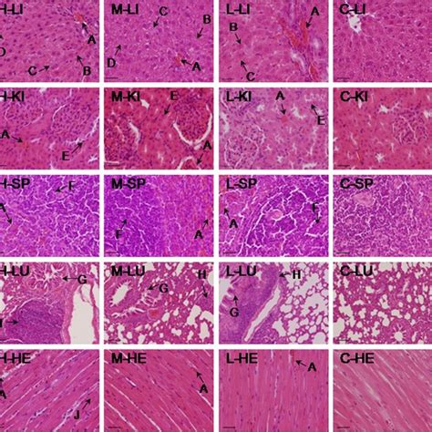 Histopathological Analysis Of Organs In The Control C And Three Download Scientific Diagram