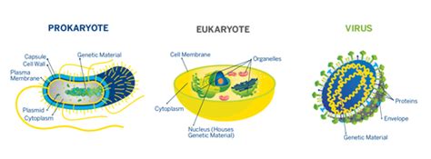 Microorganisms And Infections Flashcards Quizlet