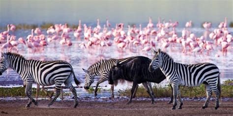 14 Days Kenya Safari And Beach Holiday Kenya Safaris Kenya