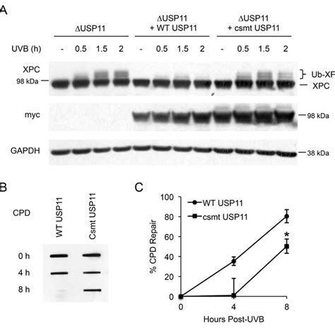 Uvb Induces Usp11 Interaction With Xpc Dependent On Xpc Ubiquitination