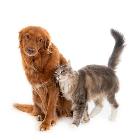 Australia Pet Food Intolerance | Buy An Intolerance Test | Home