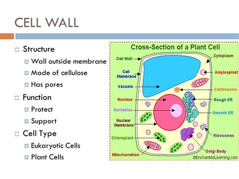 Cell Wall Structure Drawing