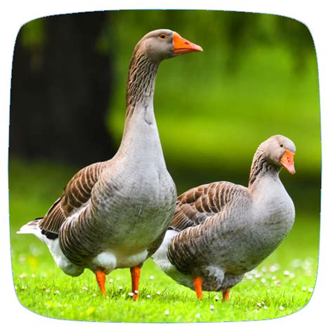 Goose Sounds - Apps on Google Play