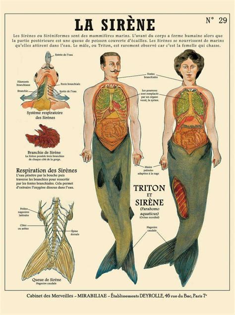 Simon Thompson On Twitter Anatomy Of A Siren Bi7zkohfbs