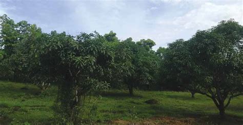 ORCHARD IN WESTERN MINDANAO GROWS FIGS AND OTHER EXOTIC FRUIT-BEARING TREES