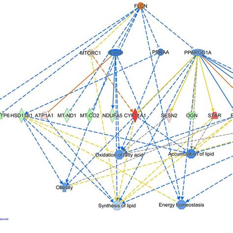 Causal Network Predicted Using Ingenuity Pathway Analysis Software