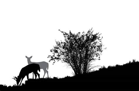 Silhouette Of Deer Eating Grass Illustrations, Royalty-Free Vector Graphics & Clip Art - iStock