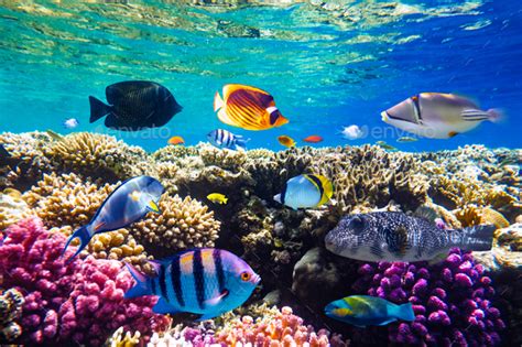 Different tropical fish on a coral reef in the Red Sea Stock Photo by ivankmit