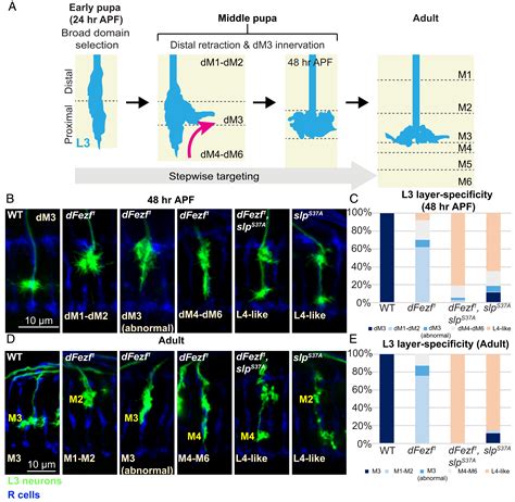 Drosophila Fezf Functions As A Transcriptional Repressor To Direct