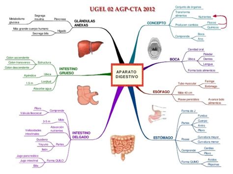 Cuadros Sinopticos Del Sistema Digestivo Cuadro Comparativo