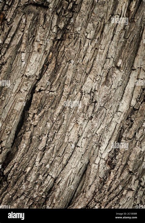 Cracked Wood Texture Stock Photo Alamy