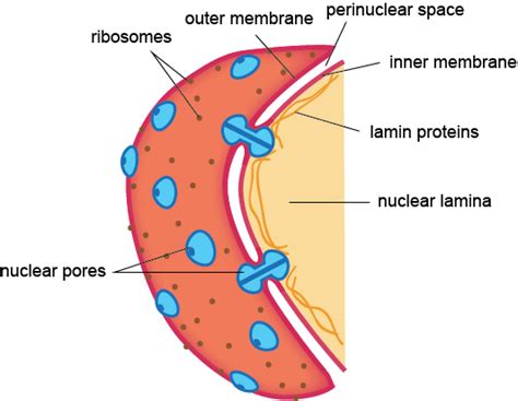 Biology Nuclear Membranes - Shmoop Biology