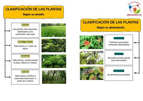 Clasificación De Las Plantaspdf