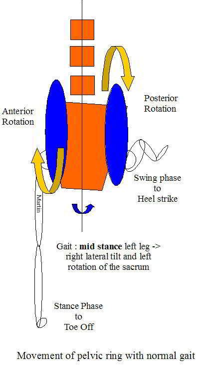 Posterior View Of Innominate Anterior And Posterior Rotation From Mid