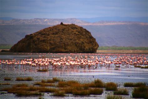 Visita Lago Natron El Mejor Viaje A Lago Natron Región De Arusha Del