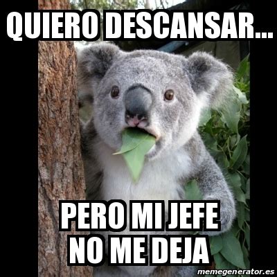 Meme Koala Quiero Descansar Pero Mi Jefe No Me Deja