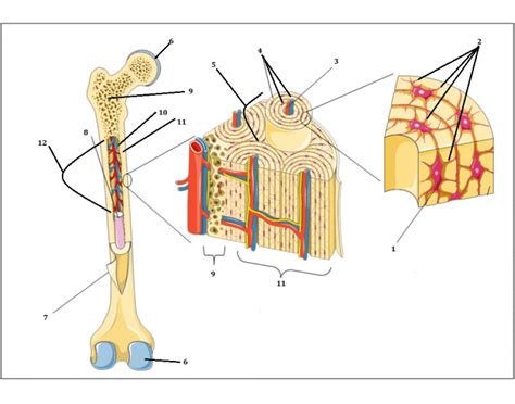 Osteon and Long Bone Anatomy — Printable Worksheet