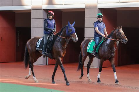 浪琴香港國際賽事週二晨操圖輯 賽馬新聞 香港賽馬會