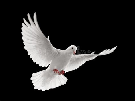 Dove flying stock photo. Image of peace, nature, isolated - 8811244