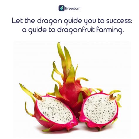 Utilize your barren land by setting up dragonfruit agriculture.