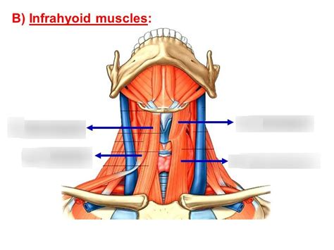 Diagram Of Infrahyoid Strap Muscles Quizlet