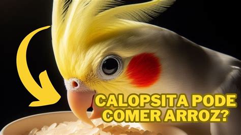 CALOPSITA PODE COMER ARROZ VERDADE REVELADA YouTube