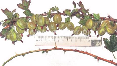 Крыжовник, Сорт Русский Желтый - ФГБНУ ВНИИСПК