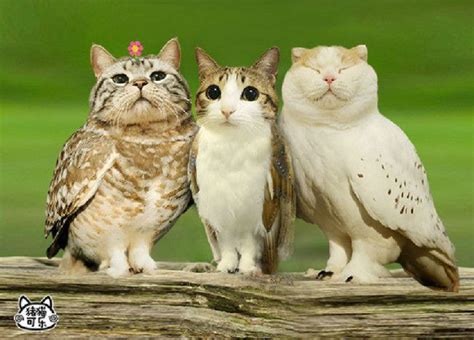 Meowls Cat Heads Placed On Owl Bodies Animali Carini Animali