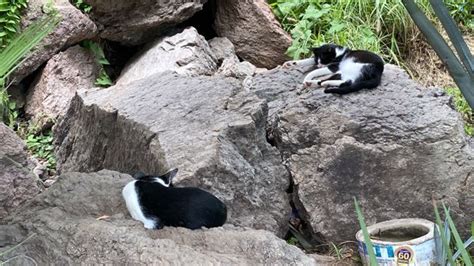 Pretenden Evitar Abandono De Gatos En El Faro Luz Noticias