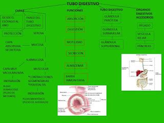 BLOG DE FISIOLOGIA SUSAN KARELY LOPEZ OROPEZA SISTEMA DIGESTIVO