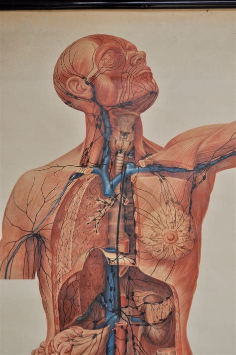 Anatomical Dental Chart