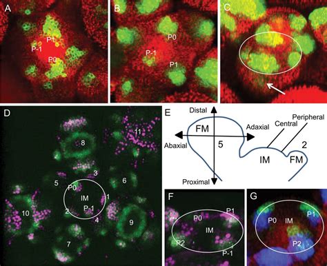 DR5 And DRNL Largely Mark Discrete Domains At The IM Periphery A