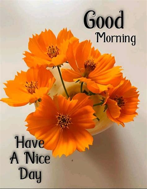 Pin by अRNव अRCHन on Pins by you Good morning flowers Good