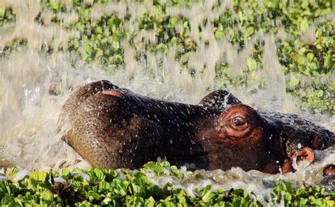 Adventure In Masai Mara Safaris Without Borders