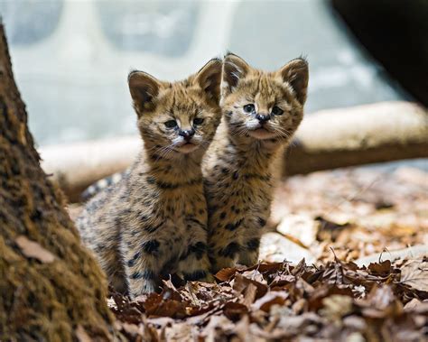 Through Golden Eyes: Your Daily Cat (Sweet Serval Kittens)