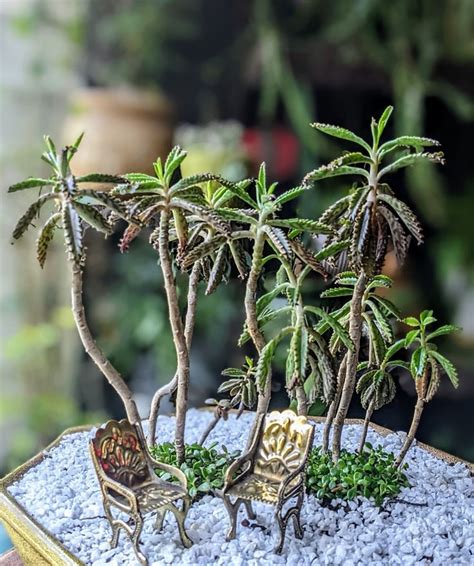 Kalanchoe Houghtonii Miniature Palm Tree Succulent Plant