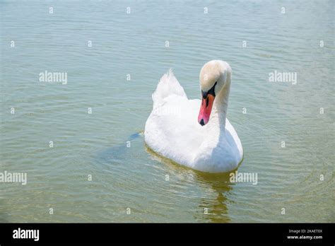 Anmutiger weißer Schwan der im See schwimmt Schwäne in freier