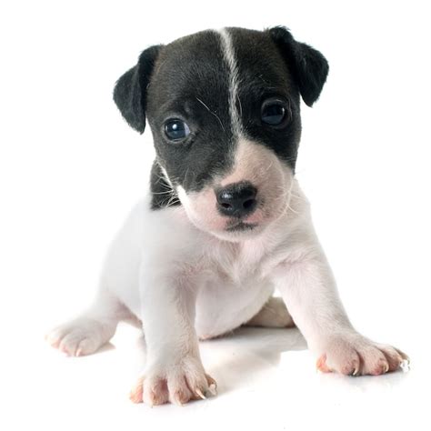 Cachorro Jack Russel Terrier Foto Premium