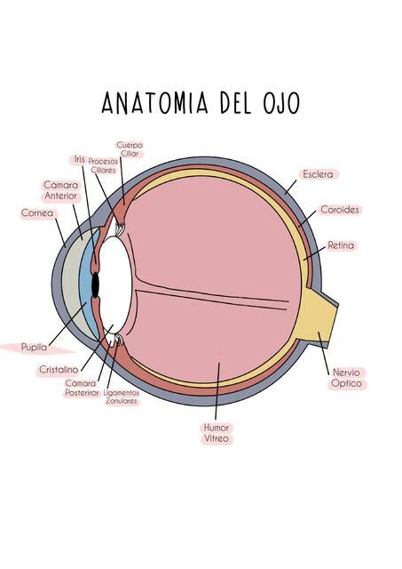 Anatom A Del Ojo Kimberly Brisseth Cieza Vargas Udocz