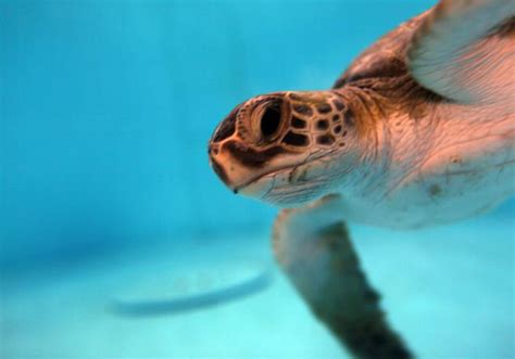 Desde Tortugas Hasta Rapaces La Onu Alerta De Que El Riesgo De