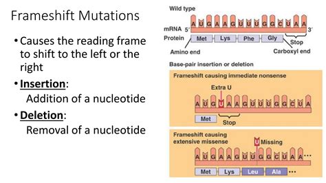 Mutations Types Of Mutation Point Missense Nonsense PPT