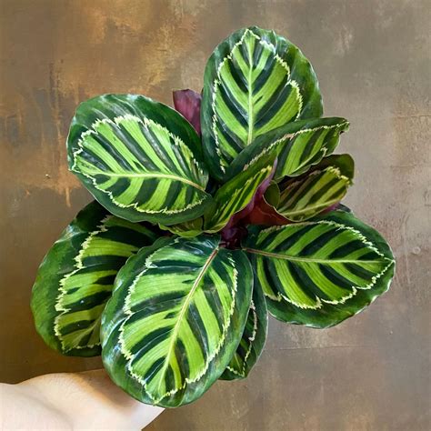 Calathea roseopicta - grow urban.