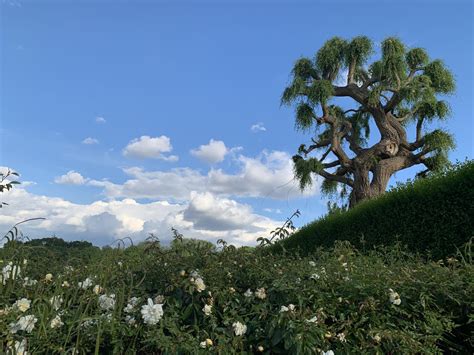 Chiswick Riverside – WildChiswick Photography Competition