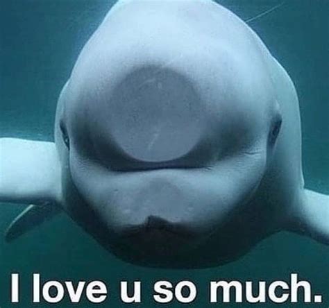 Beluga Whale Meme