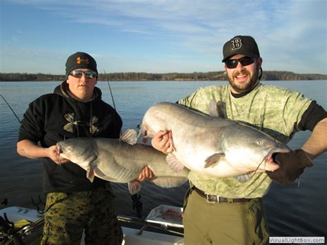 James River Catfishing Guide Guide Service For Blue Catfish On The