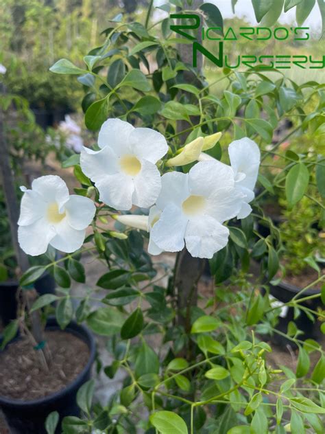 Pandorea Jasminoides Alba White Bower Vine Ricardos Nursery