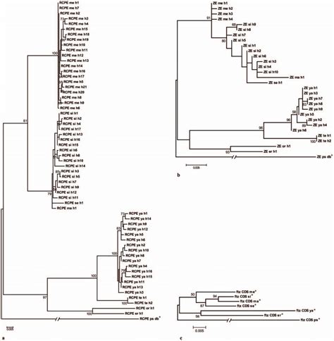 Maximum Likelihood Phylogenetic Trees Of The Ftz Rcpe A Ze B And