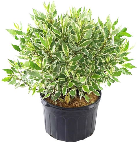 Amazon Dwarf Burning Bushes Live Plants Tall