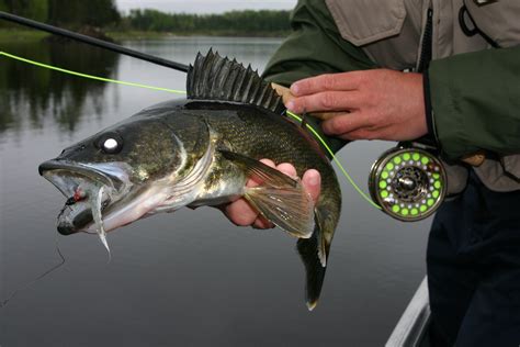 Northern Pike Fly Fishing in Northwest Ontario Canada