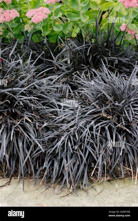 Black Mondo Grass And Sedum Ophiopogon Planiscapus Nigrescens And